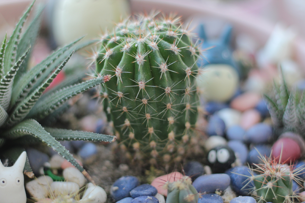 Кактус, переживший затопление