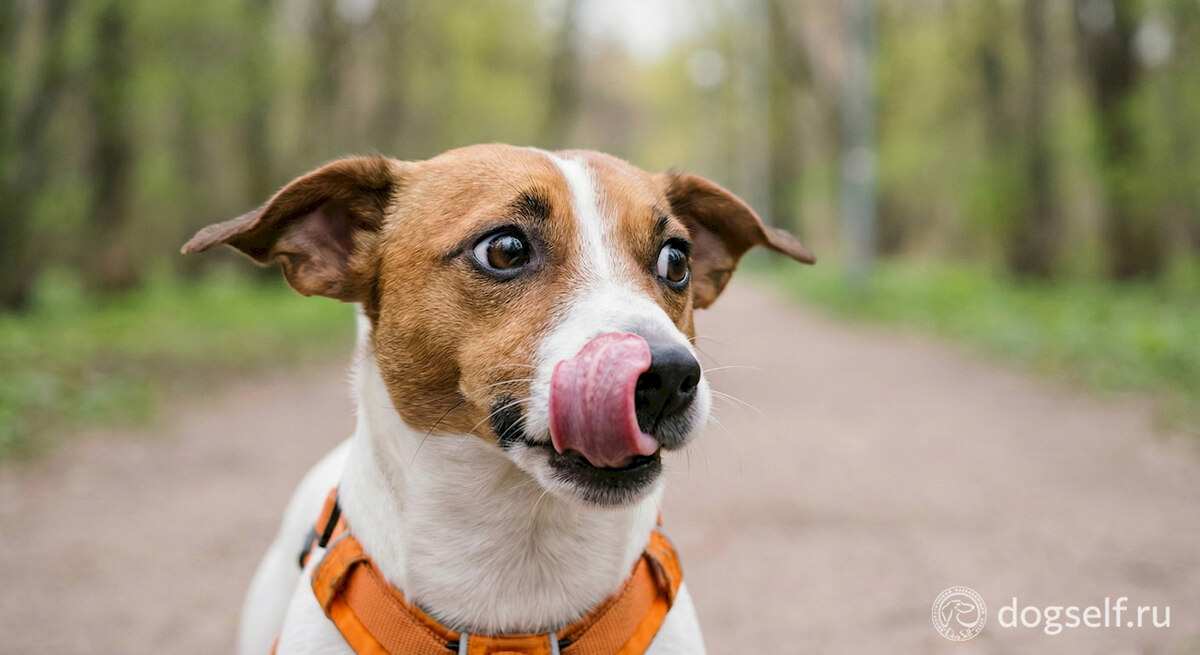 Облизывание носа – это не всегда предвкушение лакомства. В контексте встречи с другой собакой это часто один из «вежливых сигналов», которым пёс пытается сказать: «Пожалуйста, давай не будем конфликтовать, мне не по себе». Так он пытается снять собственное напряжение и успокоить сородича | Иллюстрация: DogSelf