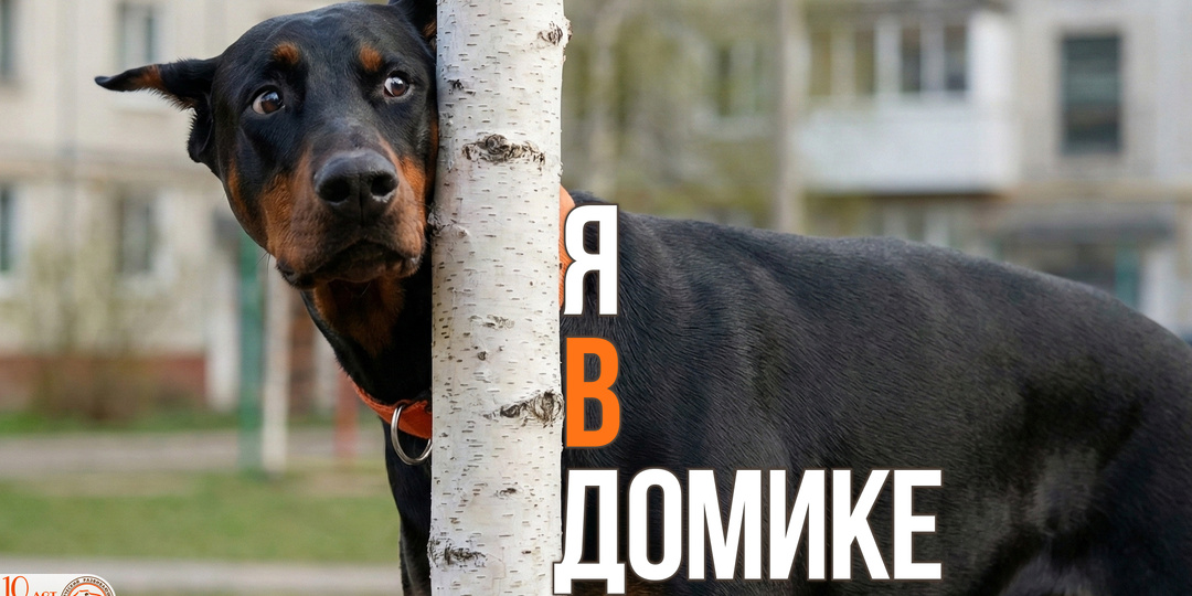 Собака боится других собак на улице: как помочь псу преодолеть страх (и не усугубить его)