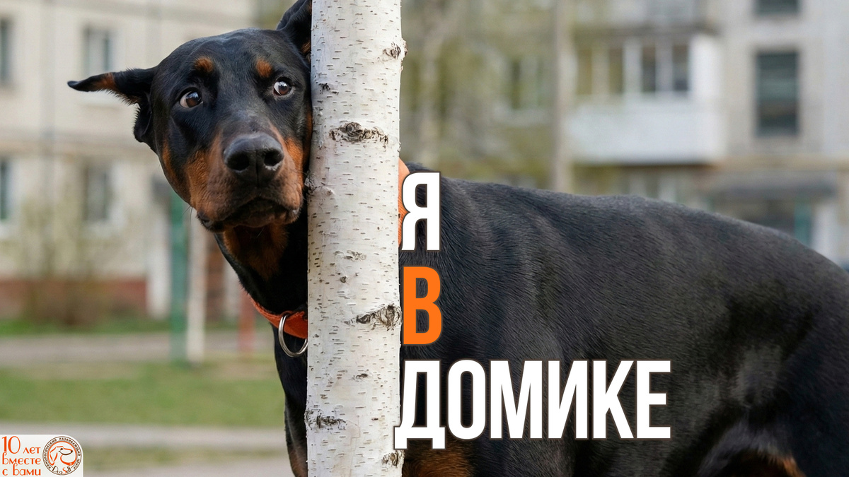 Даже самая смелая на вид собака может впасть в ступор при виде сородича. Фраза «я в домике» идеально описывает её состояние – псу хочется спрятаться и почувствовать себя в безопасности, а не проявлять «дурной характер» | Иллюстрация: DogSelf