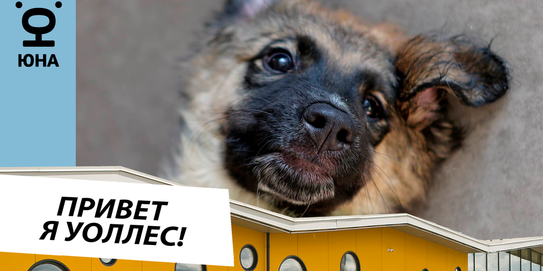 Привет, меня зовут Уоллес!