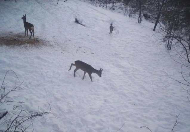     © фото - ОКУ "Курскохотрыбцентр" в ВК