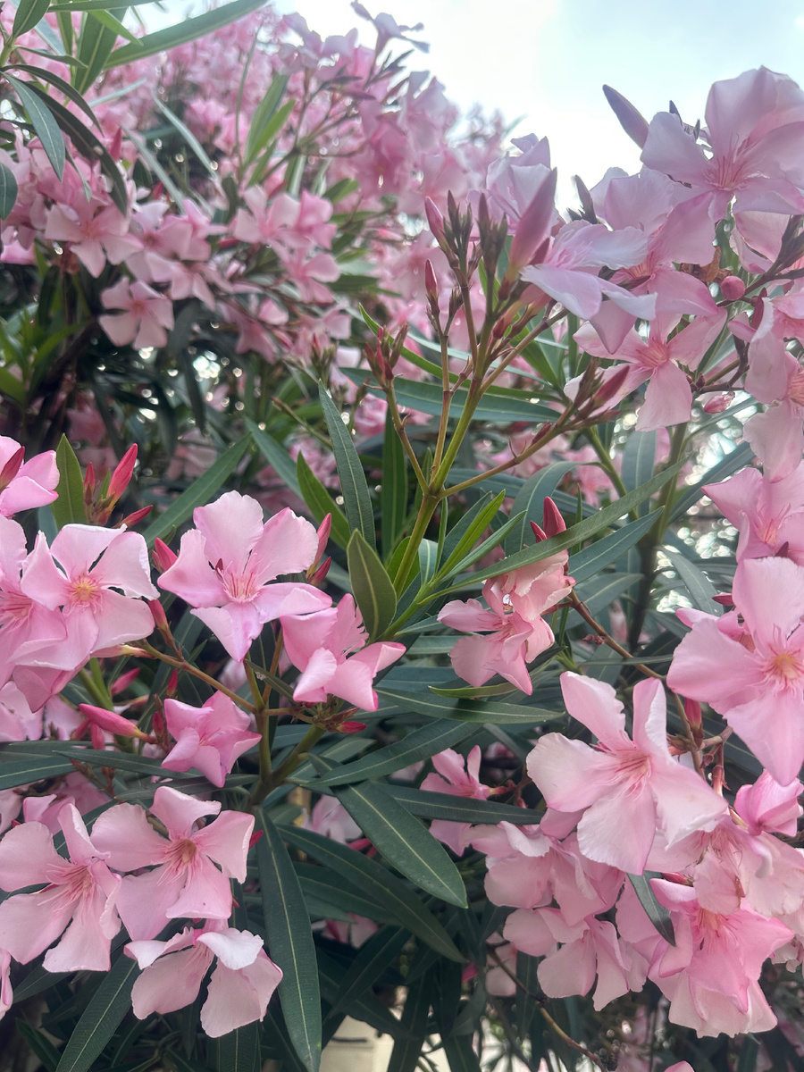 Олеандры, Адлер