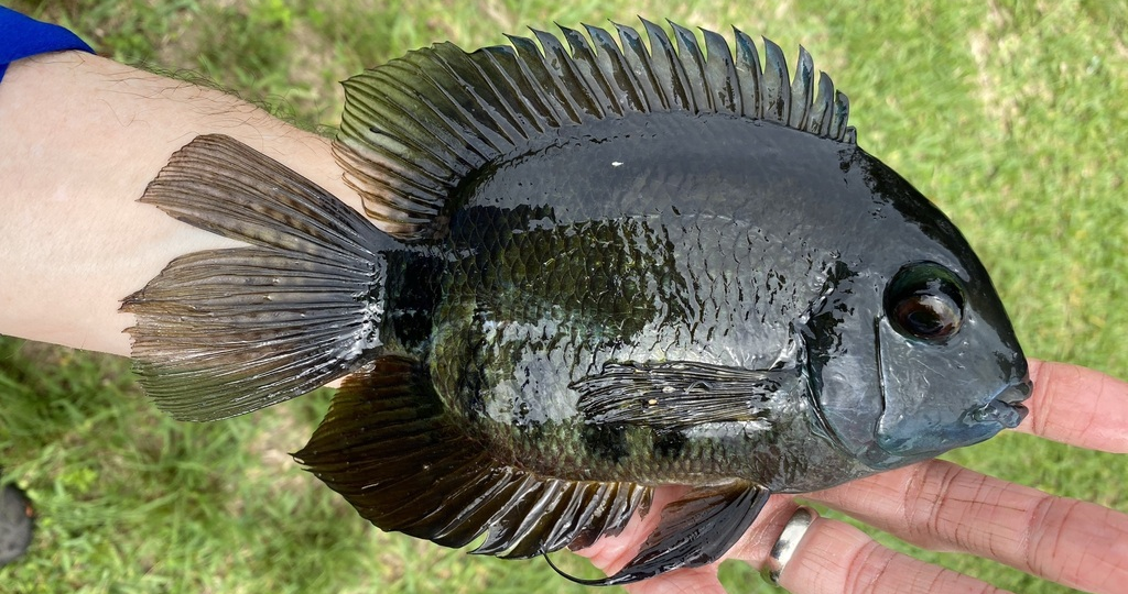 Северум (Heros severus) или Banded cichlid