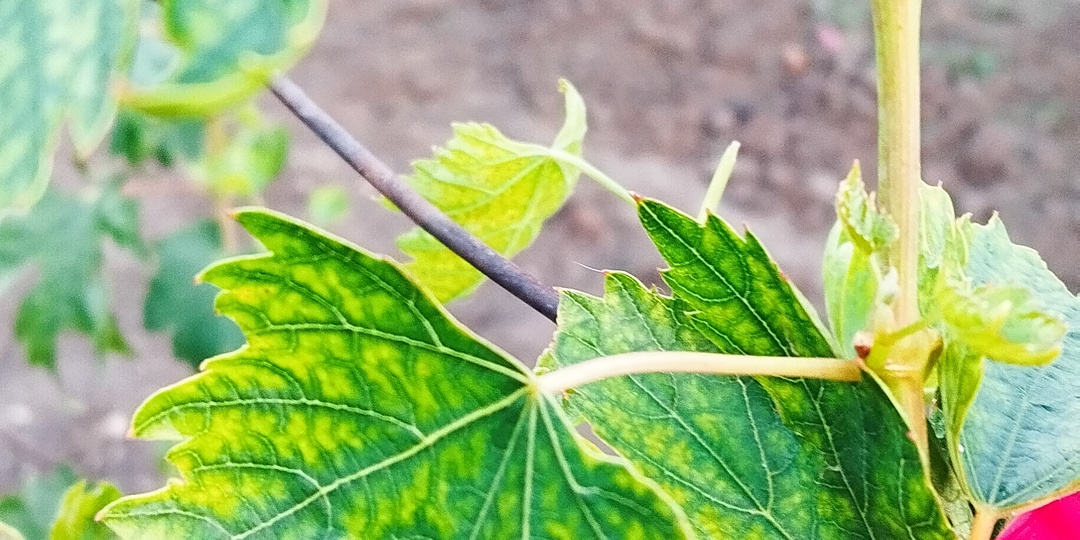 Чем заболел виноград? Разбираемся