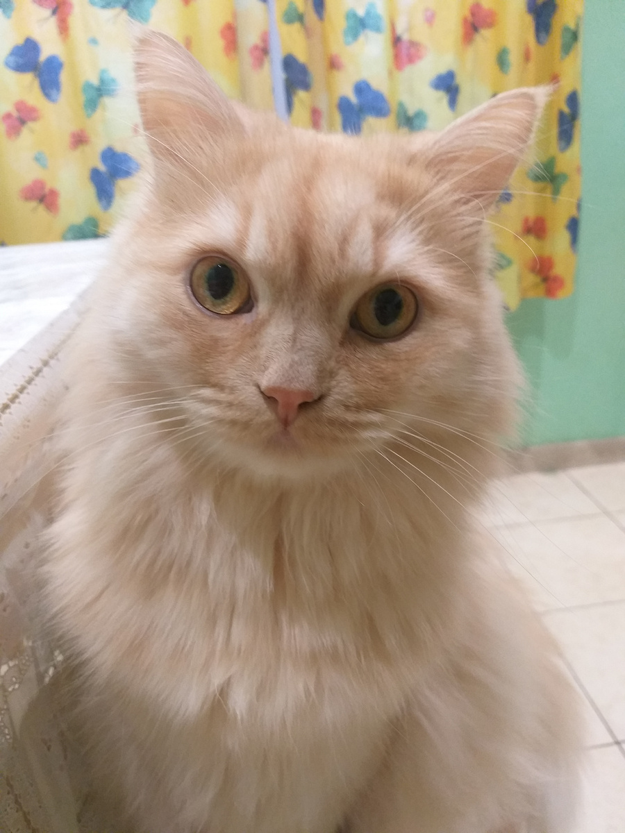 Кот Петрович