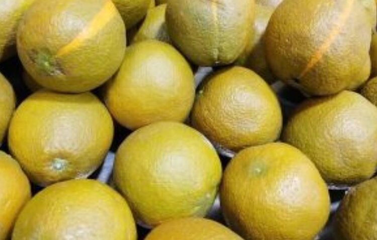    Фото: Управление Россельхознадзора по Забайкальскому краю