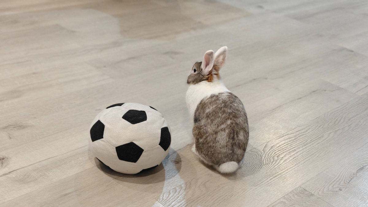 Гордый обладатель острых зубов