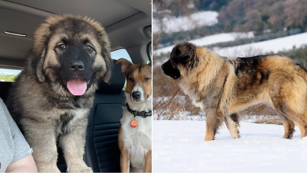 Кавказская овчарка