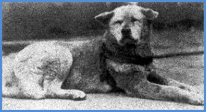 Постаревший Хатико /из доступного фонда Яндекс.Картинки/ 