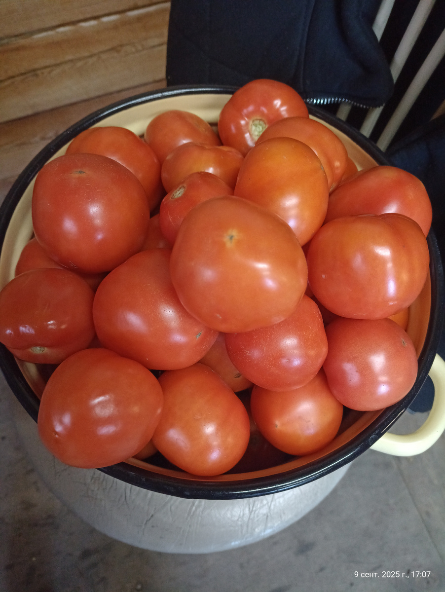 Много Афоодиты