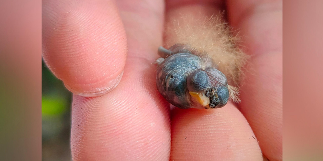 Топ-5 самых странных птенцов в мире. Их вид вызывает шок даже у биологов