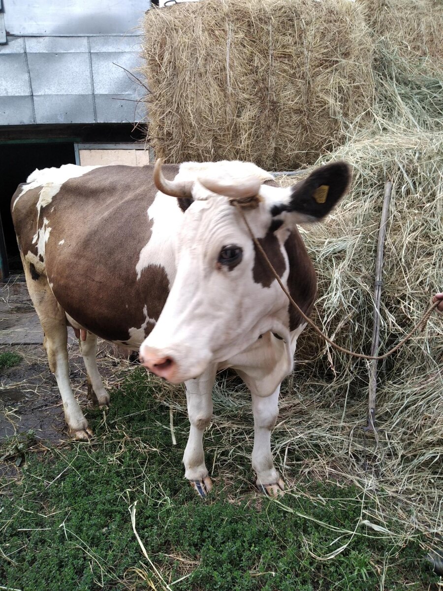 Из открытого источника 