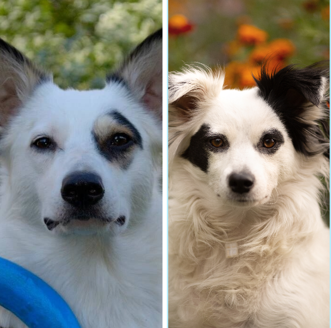 Панда и Иза (снимок Изы от @photo_lapka)