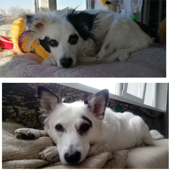 Иза и Панда