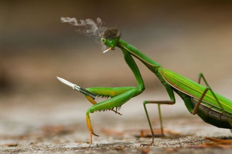 Богомолы — это уникальные насекомые,