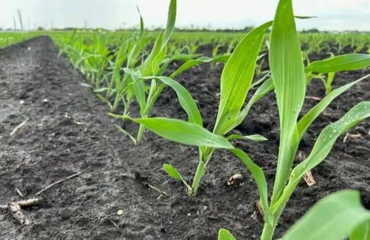    Фото: University of Illinois