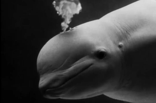    t.me/moskvarium_official