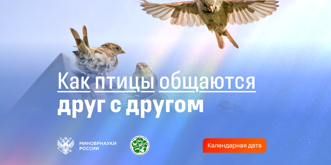 Вокализация: как пернатые общаются между собой