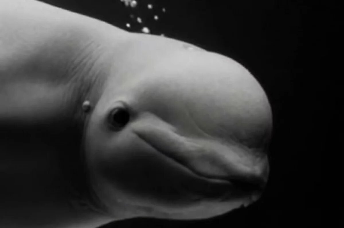    Умерла переехавшая из Адлера в Москву белуха-долгожитель по кличке Понка