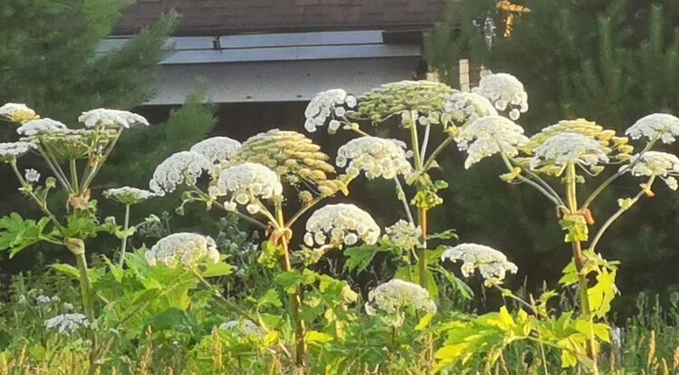    Фото: Лукьянов Дмитрий, AgroXXI.ru