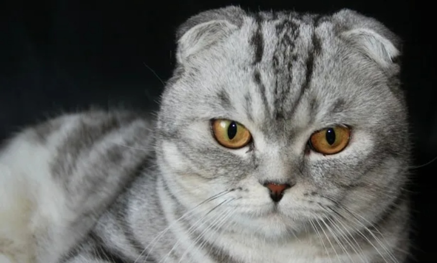 Наждачная бумага с интеллектом, почему язык вашей кошки это шедевр биоинженерии