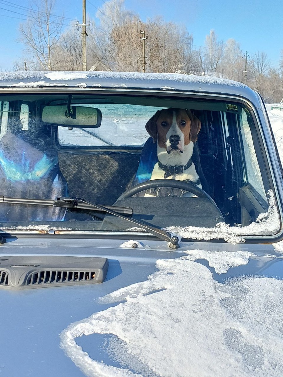 Ум или инстинкты?