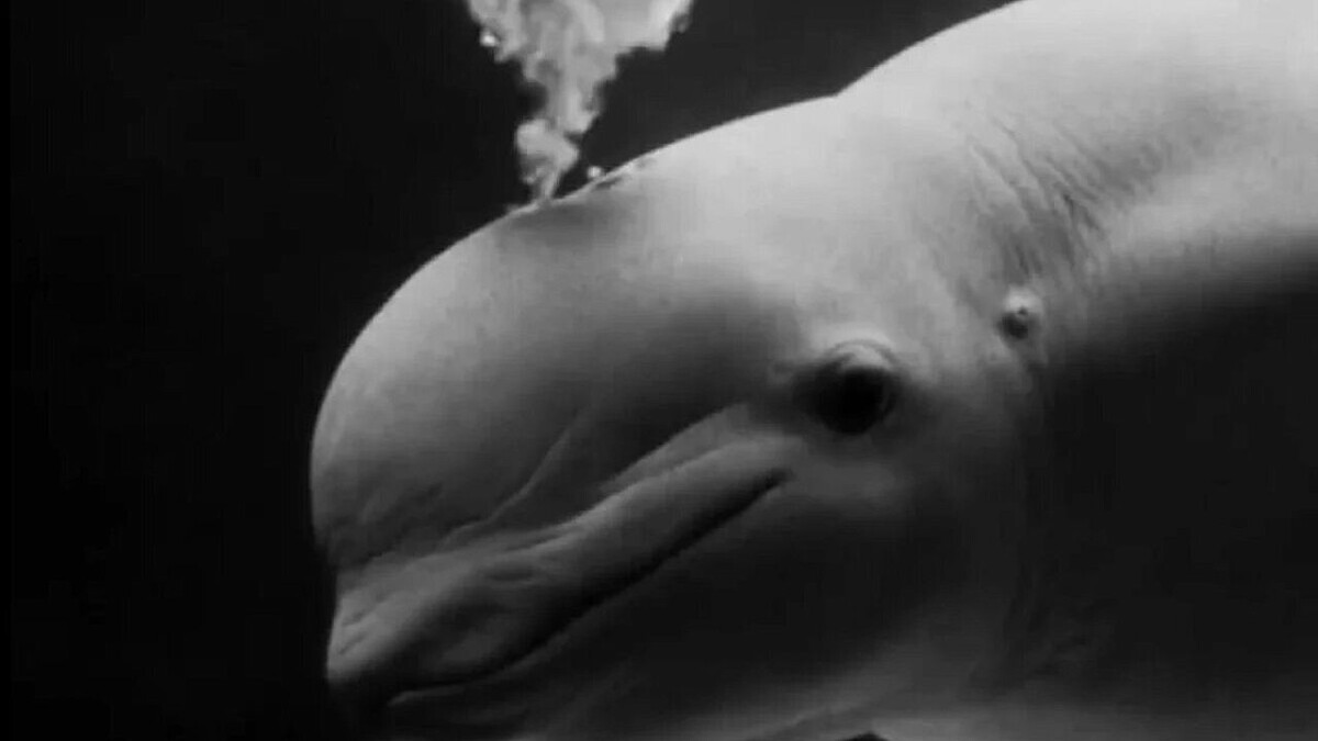    Фото: скриншот видео t.me/moskvarium_official