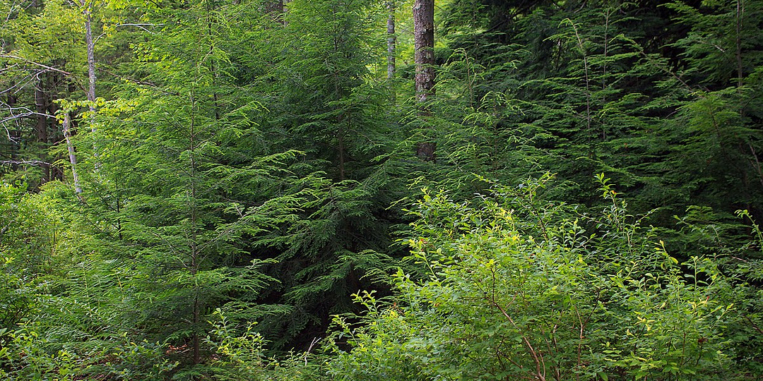 Неверочтные приключения "Кошатины"