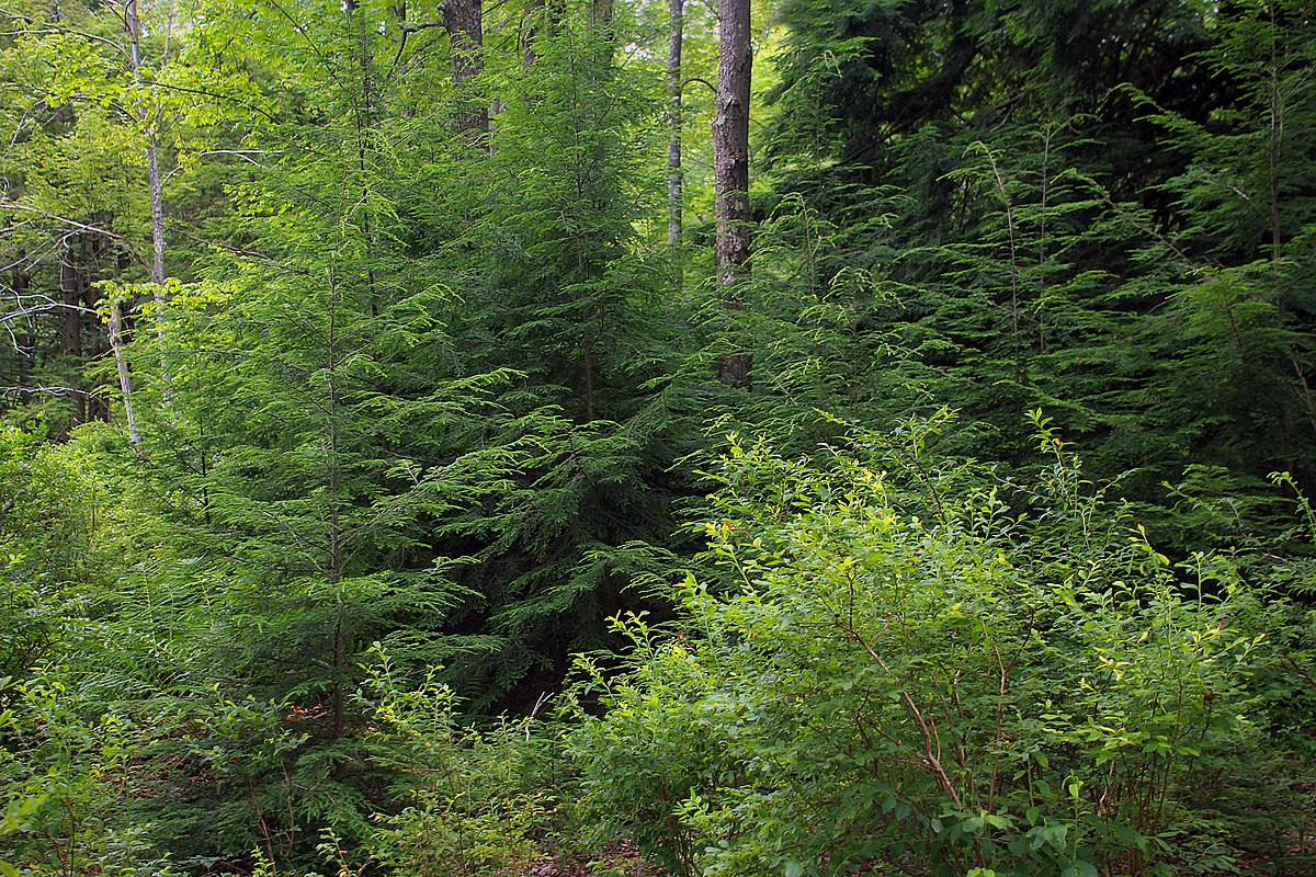 commons.wikimedia.org