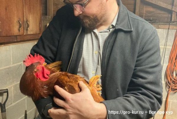 Почему я больше не держу петуха 🐓🔥 – честная история с выводами