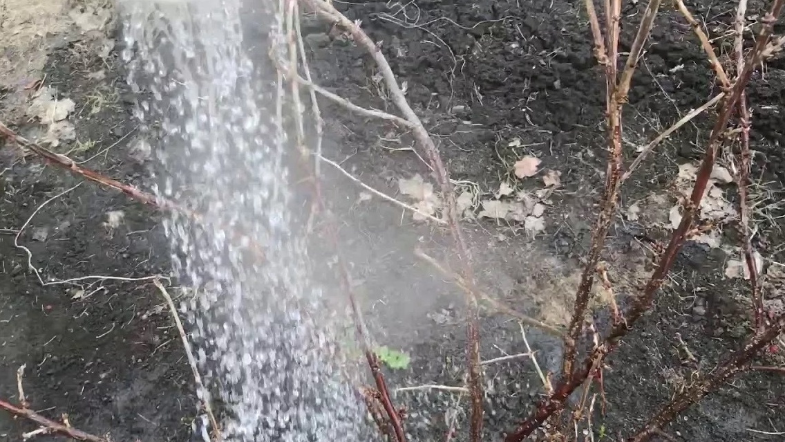 Вскипятил два полных ведра, перелил в пластиковую лейку и пошел поливать кусты