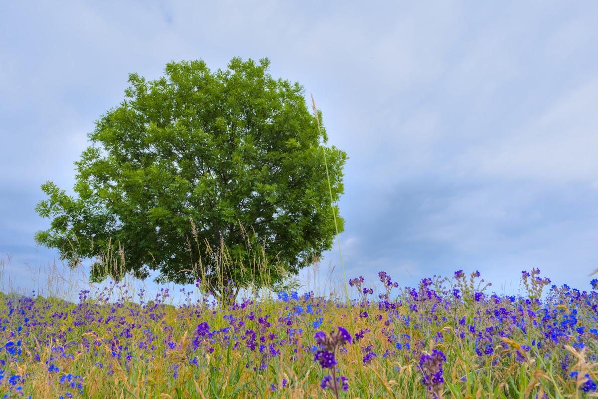    Анхуза в природных условиях