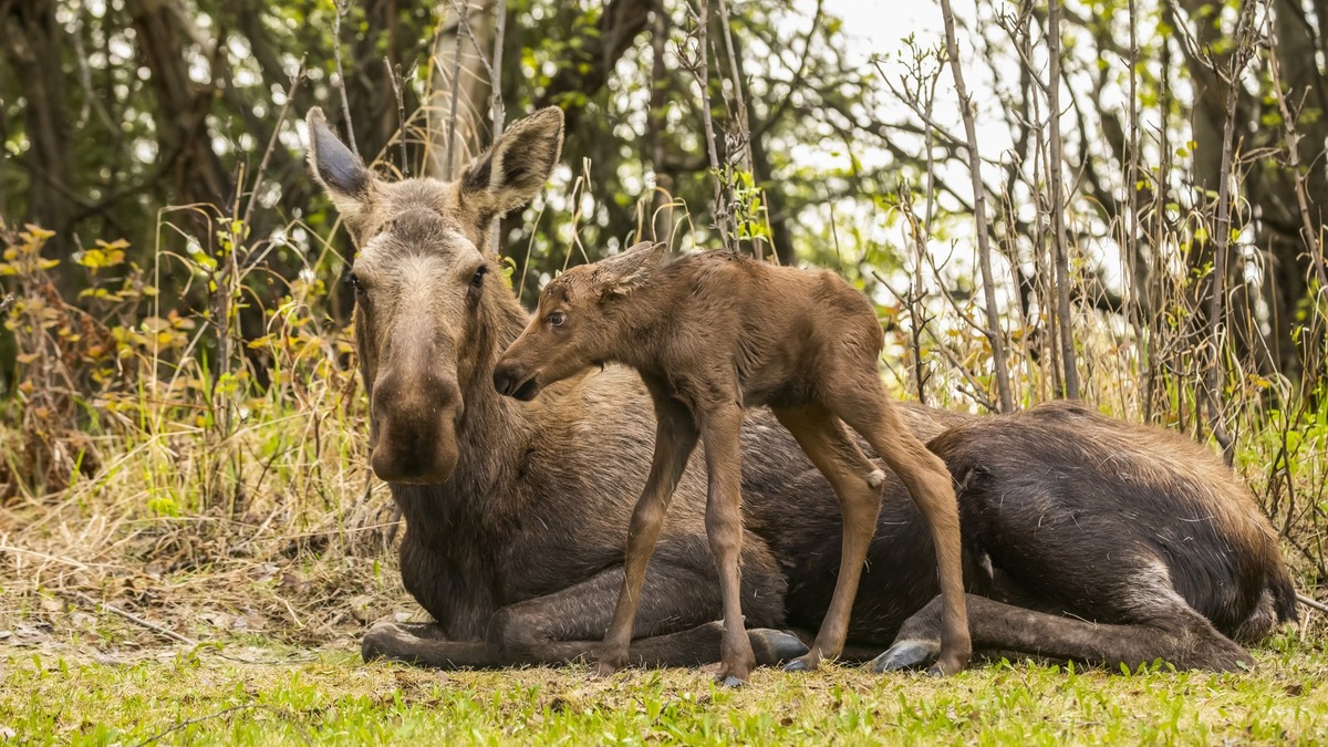    Снежные зимы, поиск корма и рост популяции вынуждают лосей приближаться к человеческому жилью