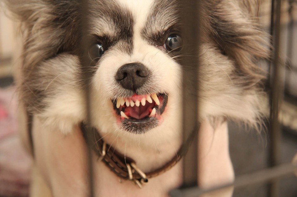    Вокруг каждого очага установлена защитная зона радиусом от 500 до 1000 метров Роман ИГНАТЬЕВ