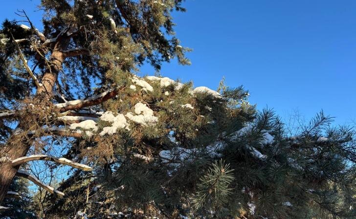    фото Курские известия