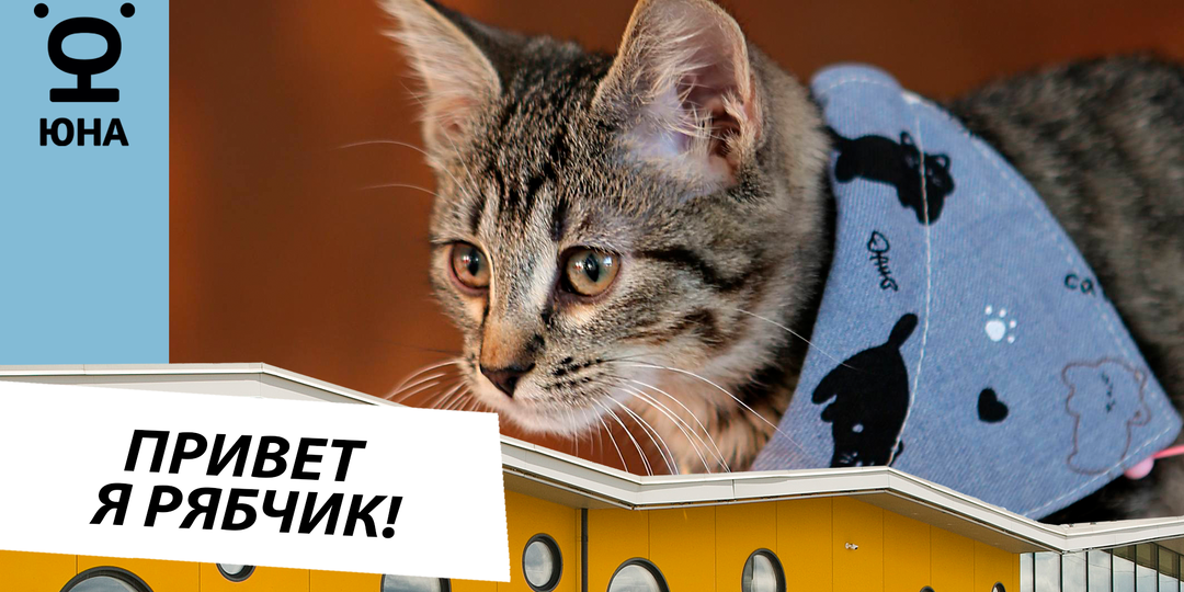 Привет, меня зовут Рябчик, мне 2 месяца! 🐈