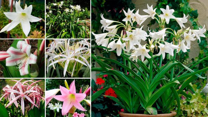 Разнообразие Амариллисовых