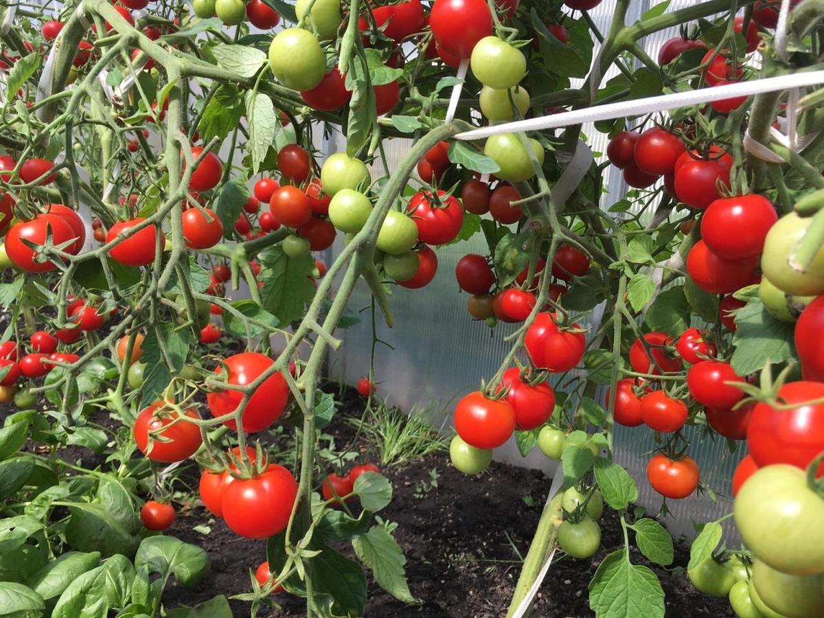 Земледелец F1, Семена Партнер