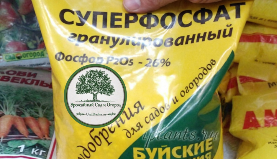 Зачем вы его разводите кипятком и толчёте скалкой? Как правильно готовить суперфосфат