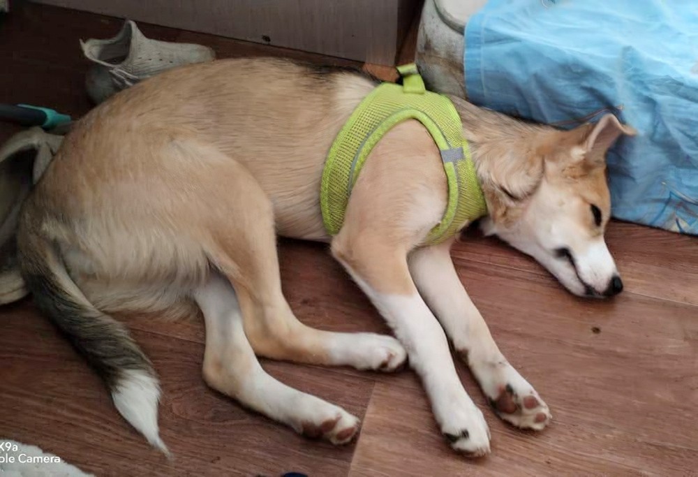     Фото: благотворительный фонд «ЗооЗащита» / zooekb.ru