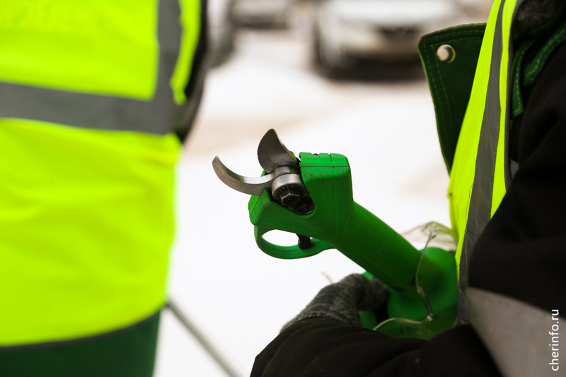    Кленовую аллею посадили в 2023 году недалеко от пересечения с улицей Рыбинской. Сегодня специалисты "Горзеленстроя" начали здесь формирующую обрезку деревьев.