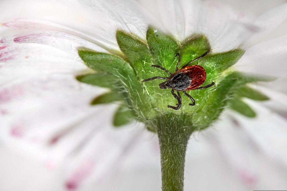  © Erik_Karits, Pixabay.com