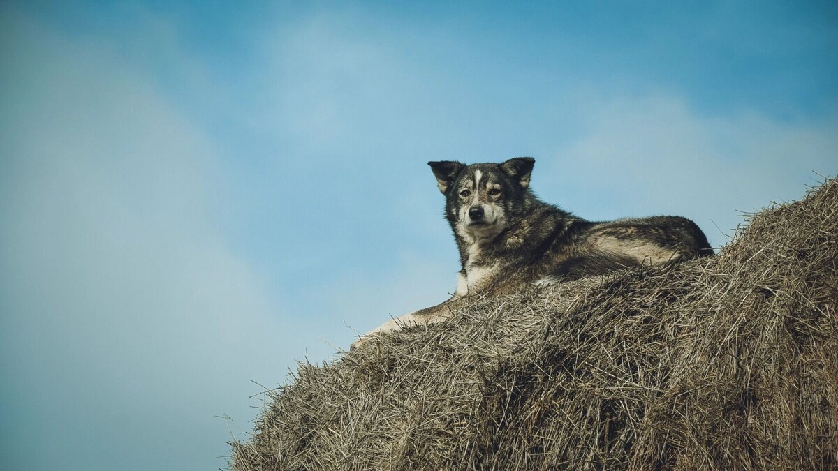    В Ессентуках неизвестные напали на ловцов собак   1MI