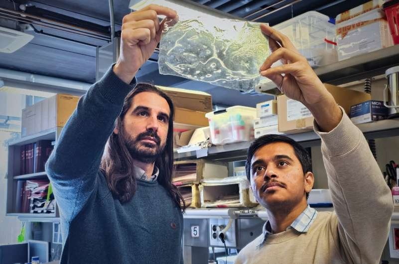    Образец биоматериала в руках ученых.