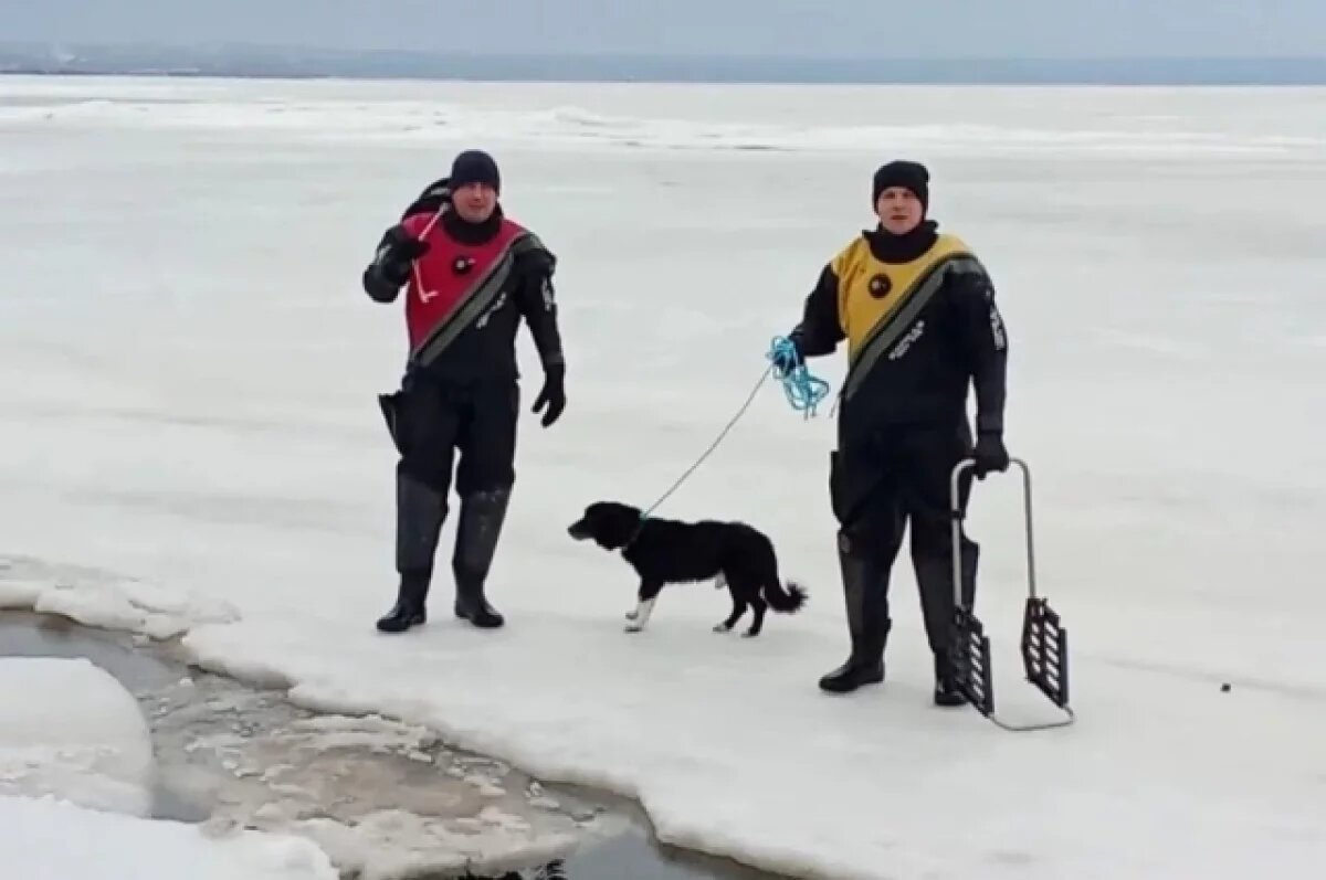    На Дону спасли собаку, застрявшую на отколовшейся льдине