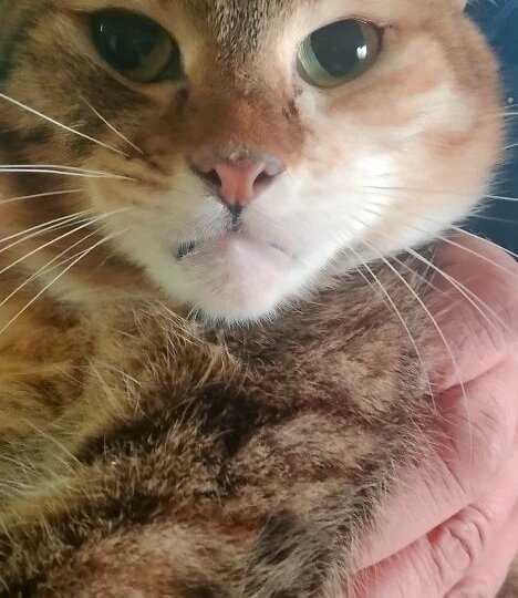 Пятница, день стольника для обездоленных хвостиков приюта!