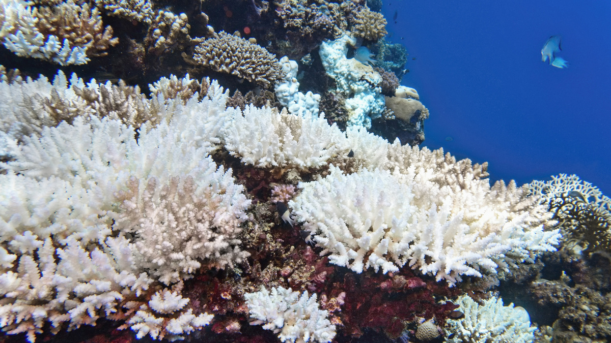 Кораллы — “леса океана”. Их гибель разрушает целые экосистемы