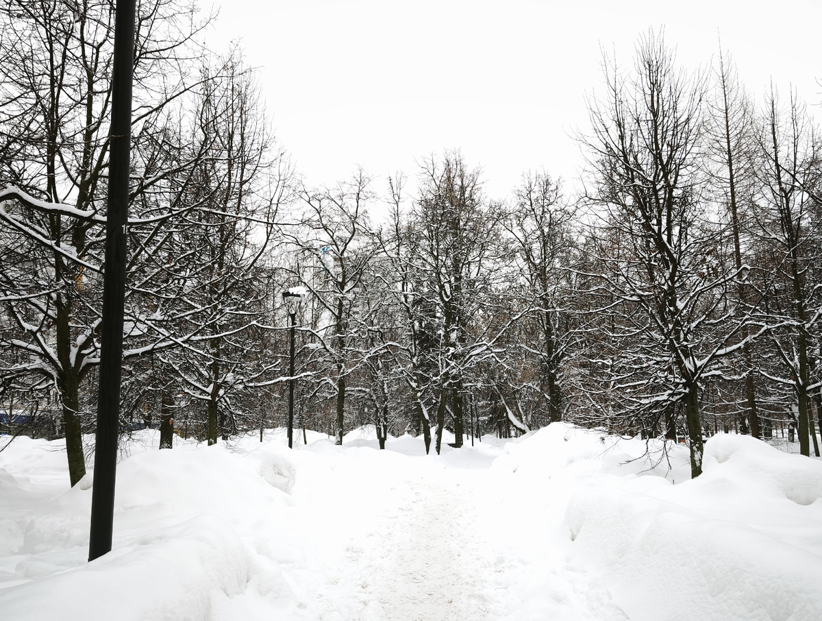 Сквер. А будто в лесу!