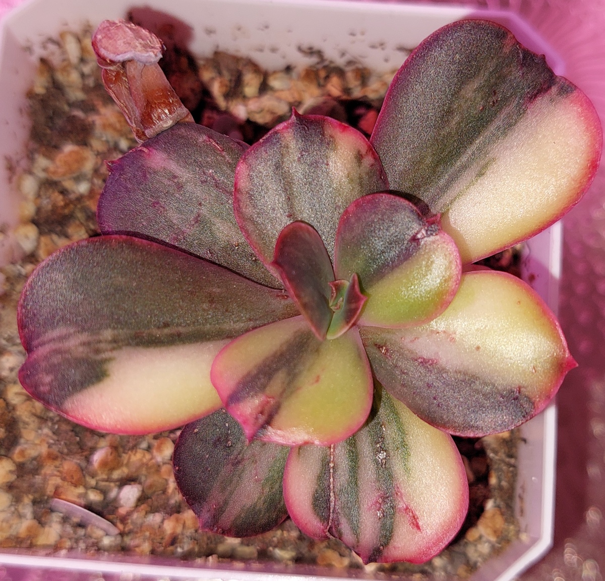 Эхеверия Примадонна. 